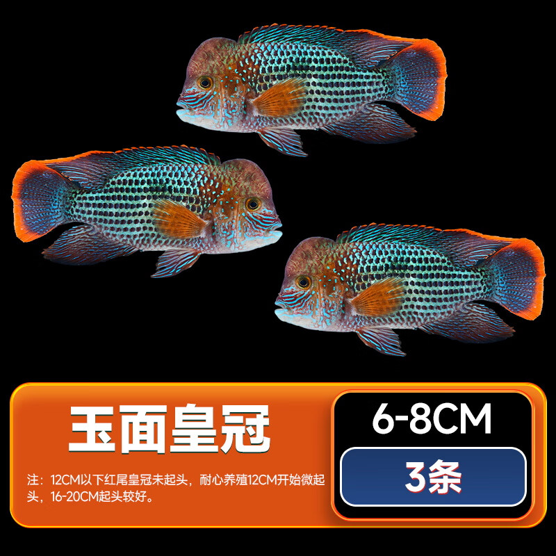 余三哥(yusange)红尾皇冠鱼活体玉面皇冠鱼起头活鱼蓝面财神中大型