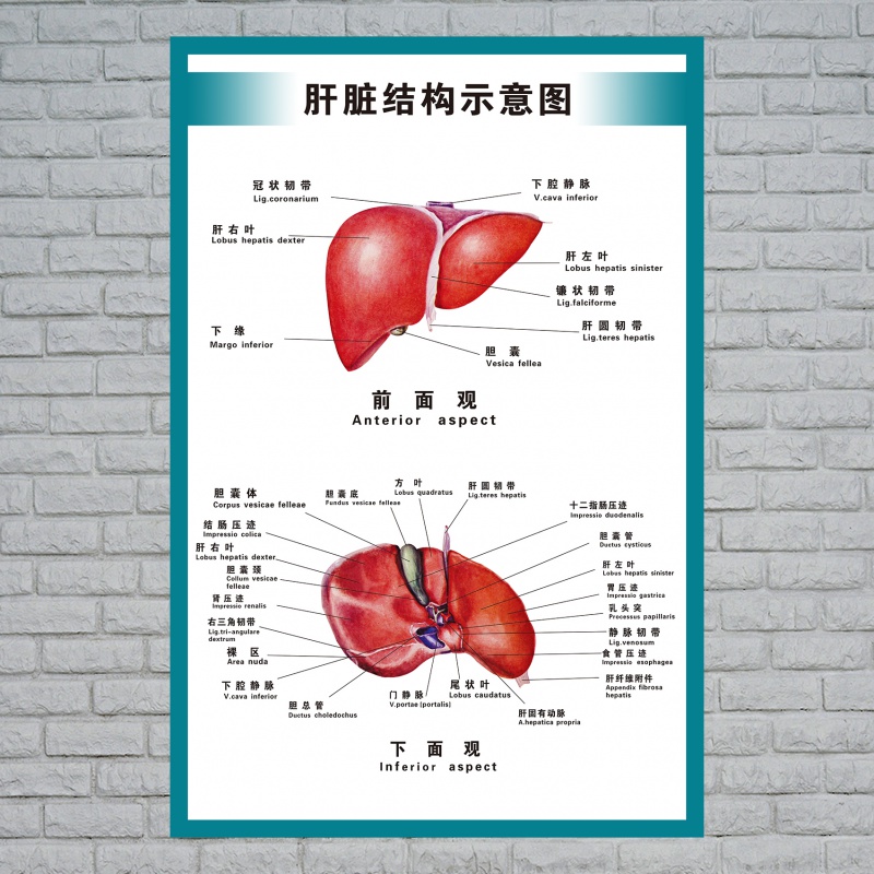 心脏结构图医院海报全身器官分布穴位图解剖图挂画 肝脏结构示意图 50