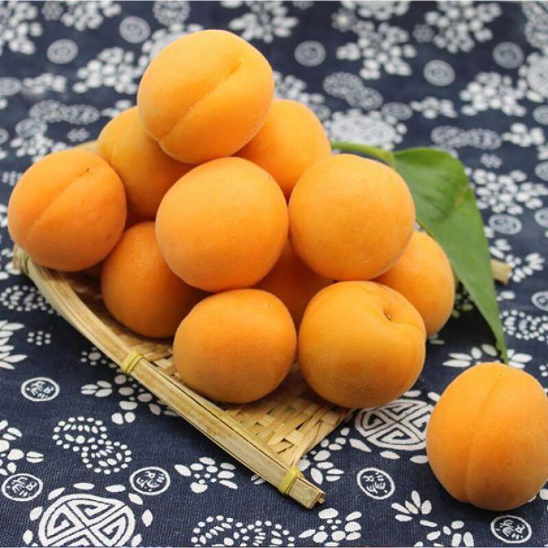 【现货现发】杏子现摘陕西金太阳新鲜大黄杏当季应季孕妇水果批发酸甜整箱 1500g