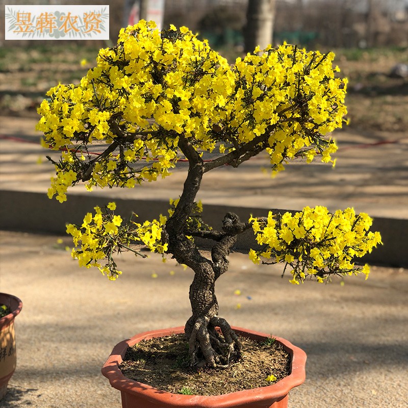1棵迎春花盆栽盆景老桩树苗 庭院室外耐寒植物 室内客厅四季花卉 迎春