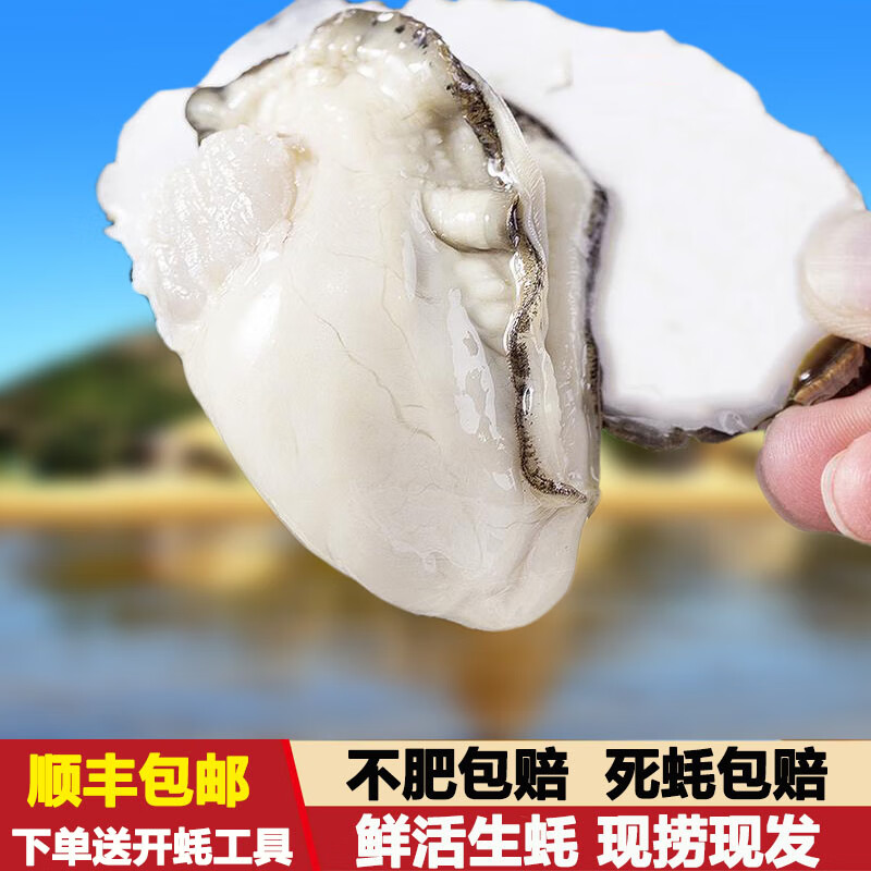 鲜鲜滋谷  新鲜带壳生蚝  4XL 净重4斤(8-12个)