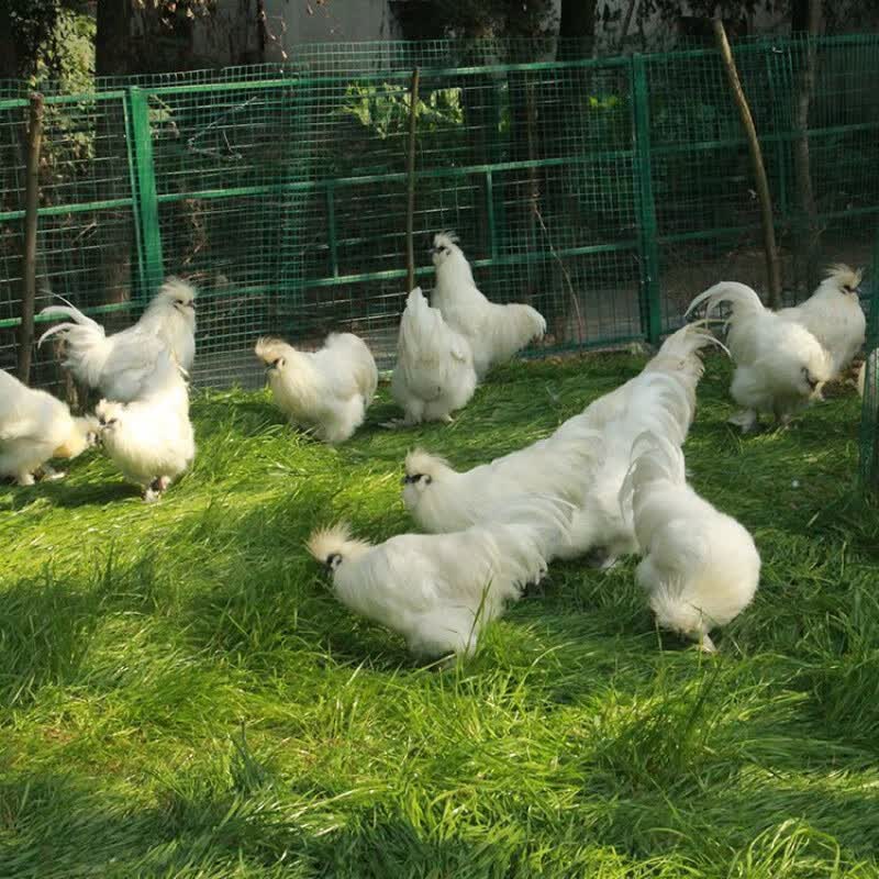 淼然阁淼然阁淼然阁泰和乌鸡批发白毛乌骨鸡脱温半大鸡半斤鸡仔凤鸡苗