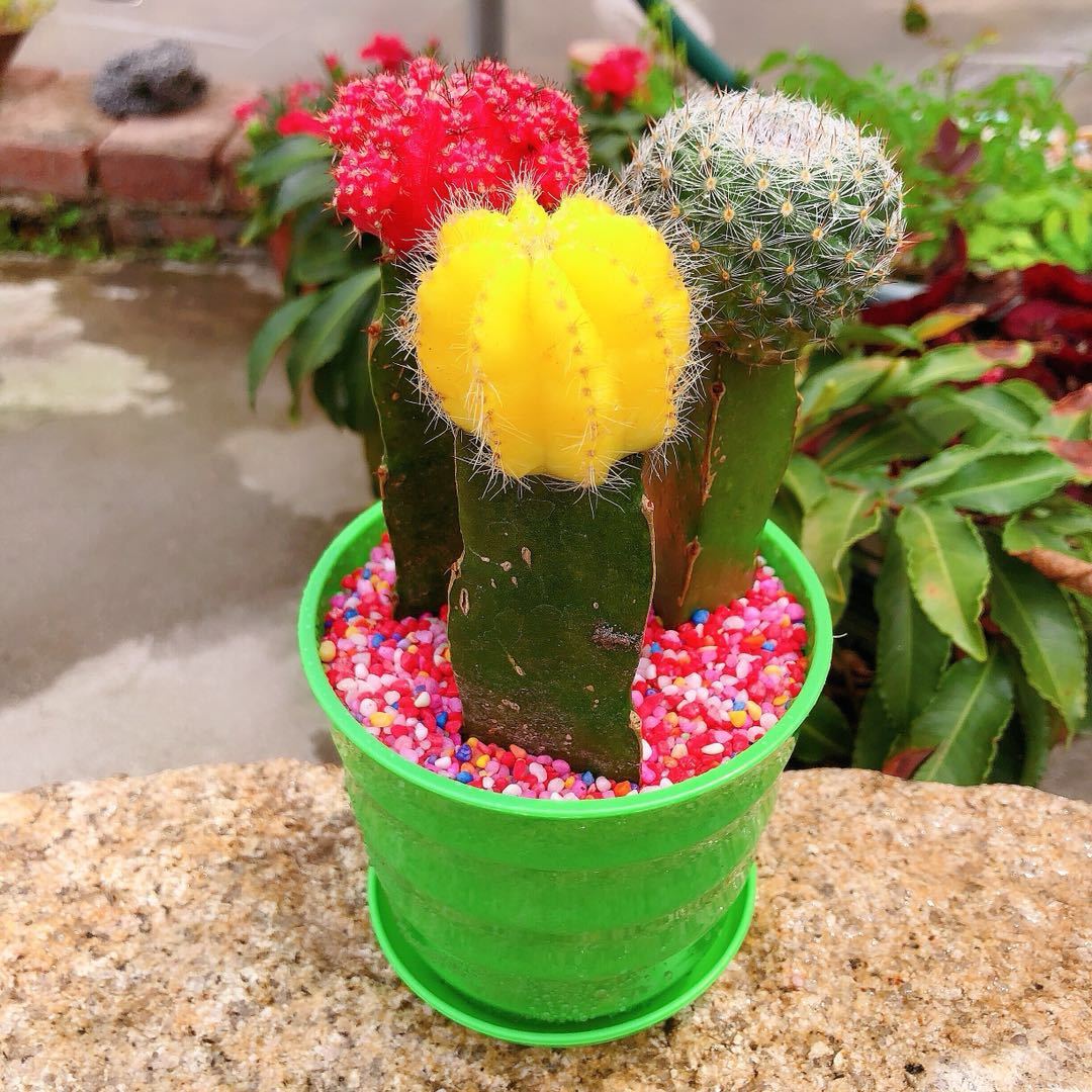 【精品绿植】仙人球三色球组合小盆栽室内开花防辐射多肉植物 带瓷盆