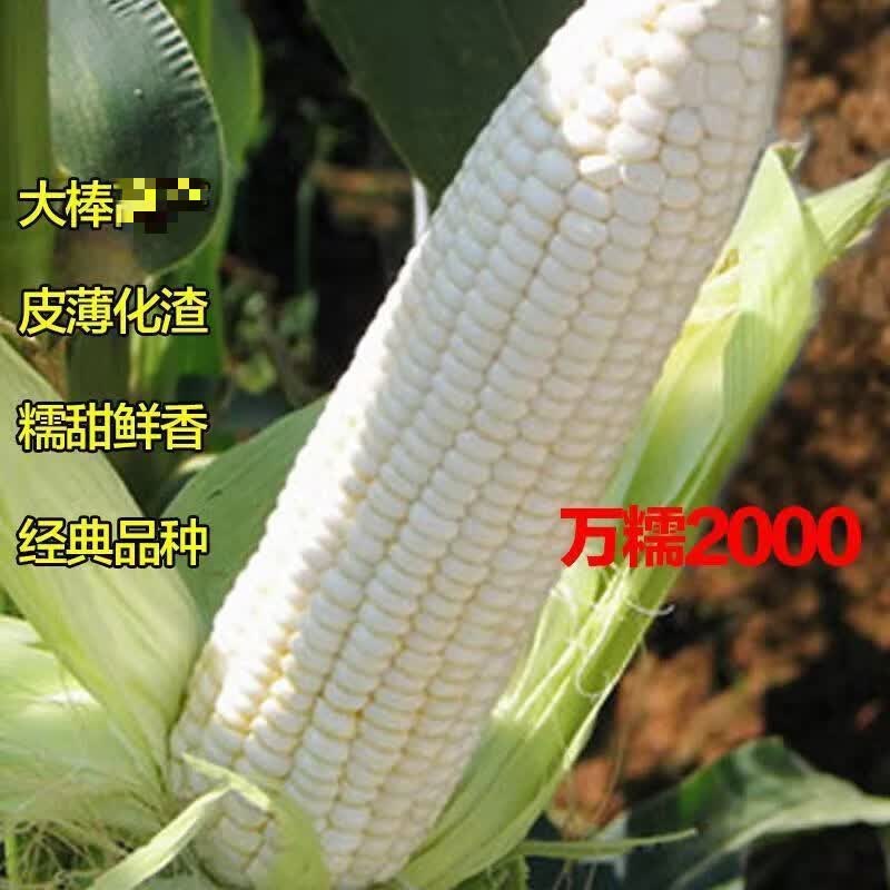 万糯2000散装散装白糯玉米种子万糯188甜糯玉米种子口感佳棒大 万糯