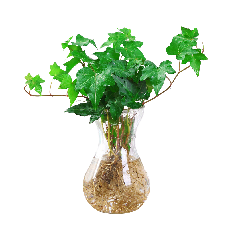 花卉文竹盆栽盆景植物室内客厅花卉办公室桌面小绿植水培d8 饱满 价格历史