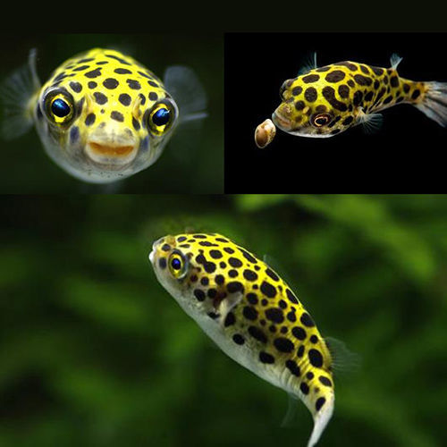 荣郁河豚鱼活体生气鱼潜水艇热带淡水观赏鱼 河豚2-3cm1条