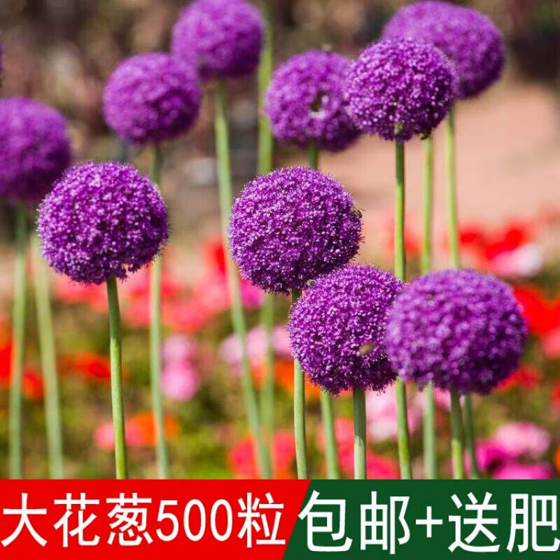 花海专用大种子虾夷葱硕葱吉安花庭院花草观赏性高四季可播 大花葱500