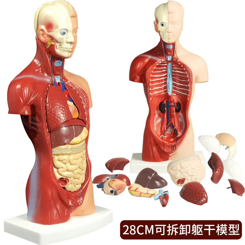 品牌优选人体解剖模型儿童玩具器官结构内脏大脑心脏躯干模特教学拆卸