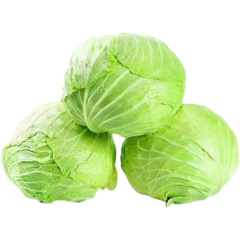 白绿色甘蓝蔬菜当季牛心包包菜现摘1斤5斤 五斤圆白菜甘蓝80%的人推荐