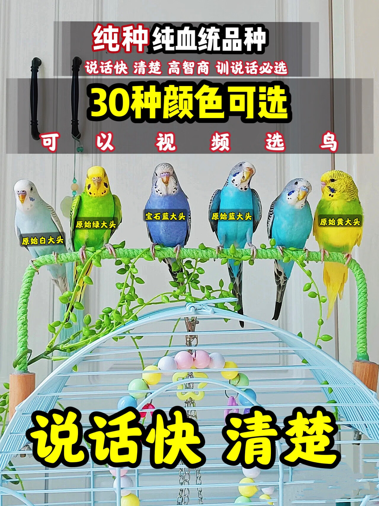 的鹦鹉手养大头宠物幼鸟玄凤活物牡丹观赏 【大头虎皮顶配】纯种基因