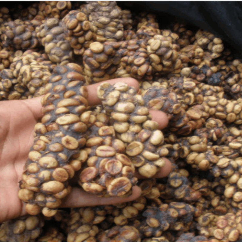 禾澹越南chon huong中深烘焙罗布斯塔猫屎咖啡粉防困滴漏手冲 猫屎