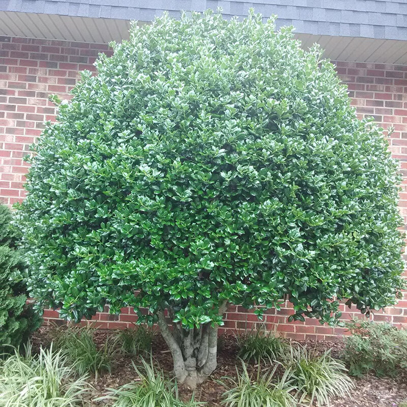 阿源沐无刺枸骨树苗四季常青北方庭院花卉耐寒绿化苗木构骨球鸿运果树