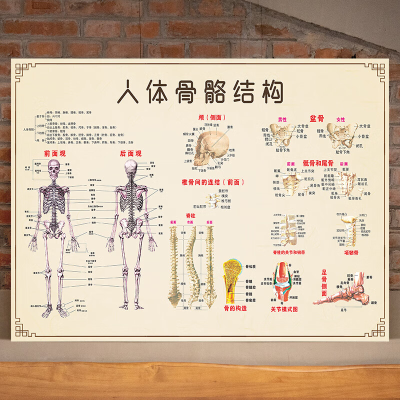 优依福人体解剖图挂画 人体骨骼肌肉结构图肌肉分布图解脊椎骨头解剖