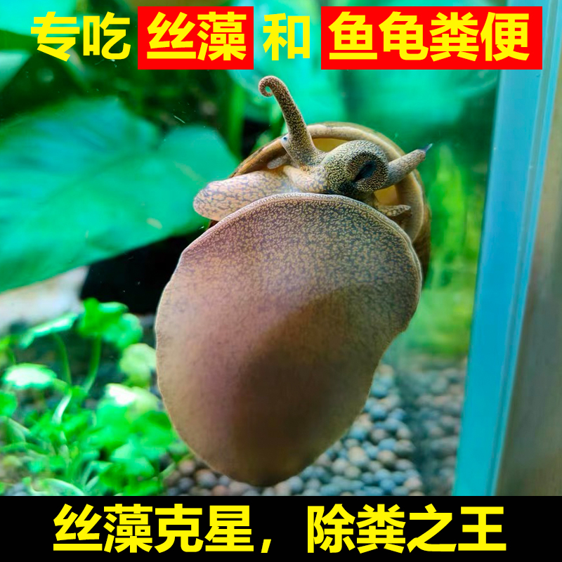 鱼缸除藻大田螺专吃鱼屎粪便的螺冷水河蚌黑金刚食藻苹果青苔清洁 4-5