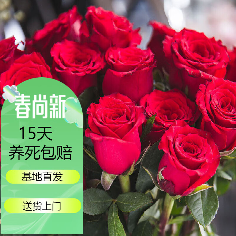 红玫瑰花苗 黑玫瑰花卉观花植物阳台盆栽大花月季 法国【红玫瑰】 不