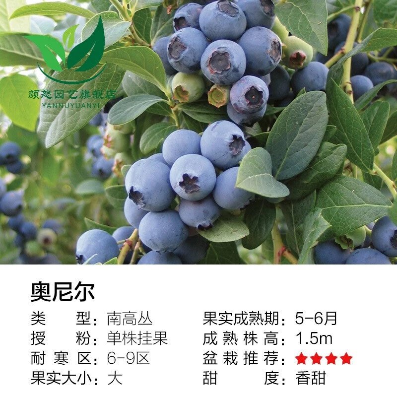 昊兰诺2024蓝莓果苗盆栽地栽苗南方北方庭院阳台种植果树苗 奥尼尔 3