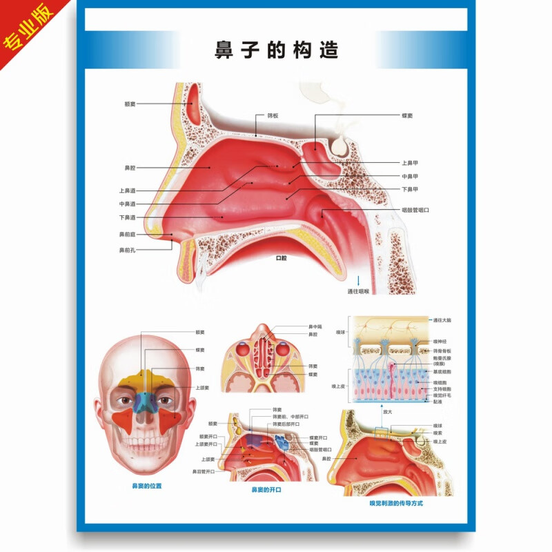 医院科室挂图 耳鼻喉构造图耳鼻喉解剖图耳鼻喉结构图耳鼻喉科挂图