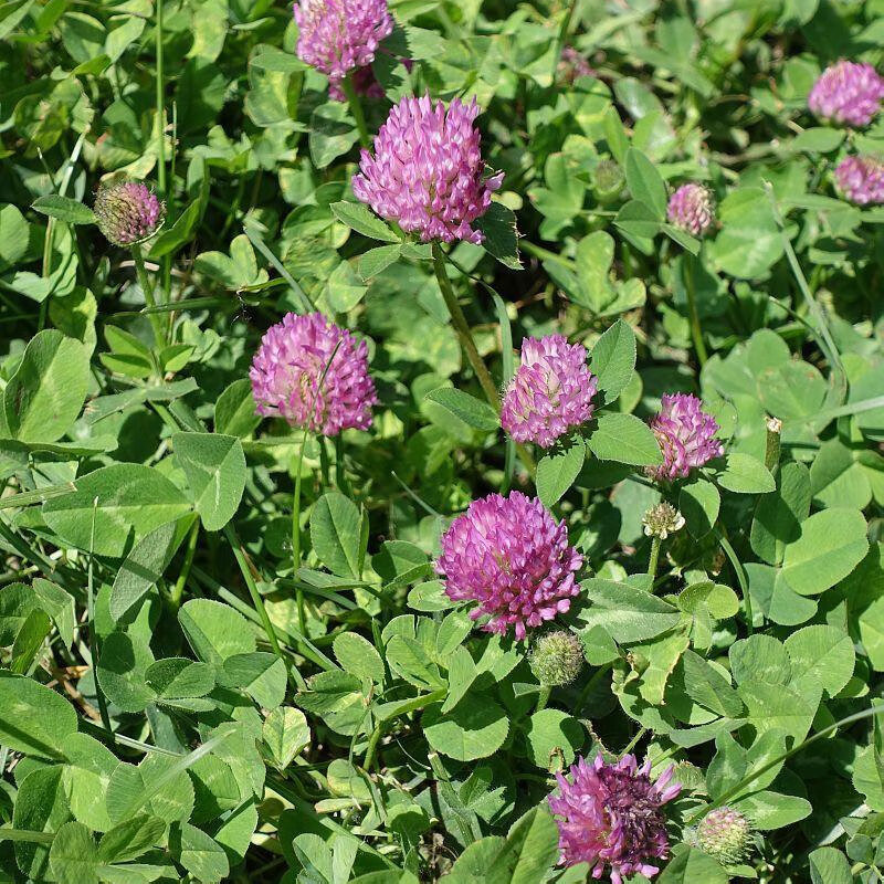 百萌普通红三叶种子25kg红三叶种耐寒旱绿化草坪种子四季常青草坪草籽