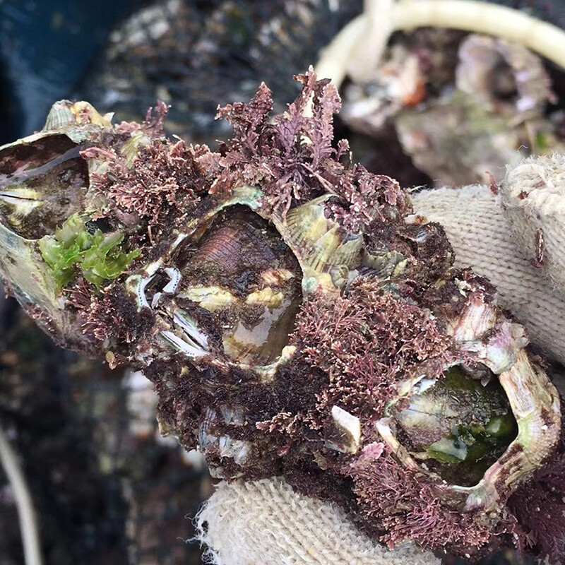 九河灌海 藤壶  鲜活海鲜 贝壳特大超大雀嘴滕壶曲嘴老婆牙锉火山口 3