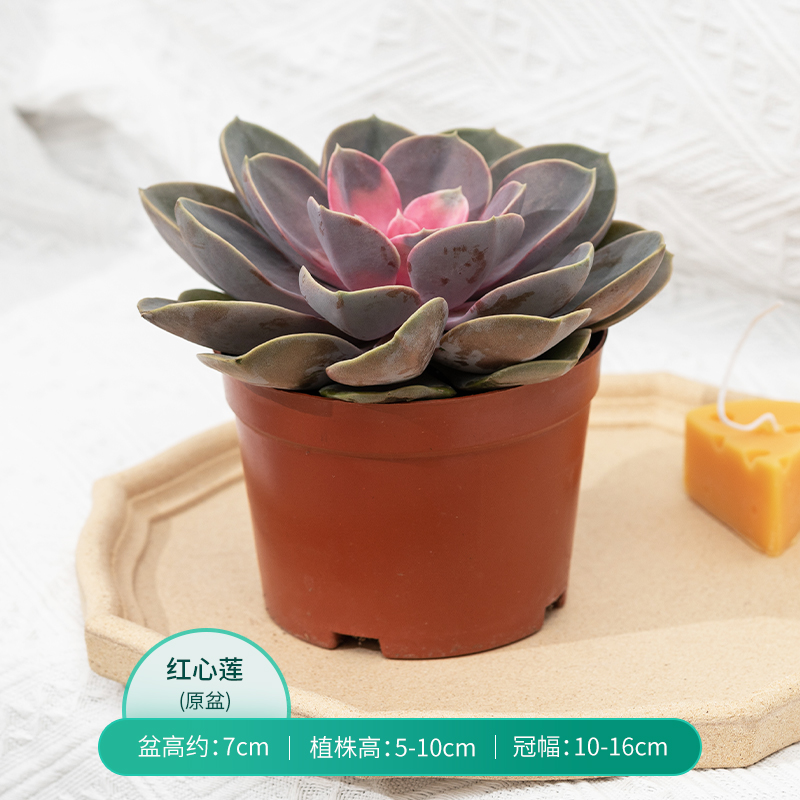 红心莲多肉盆栽多年老桩多肉植物可爱肉肉植物室内桌面办公室绿植