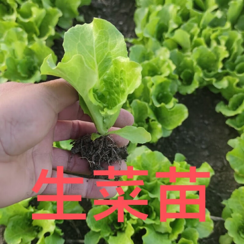 生菜苗意大利生菜苗秧带土发货阳台庭院田园种植 生菜苗 5棵