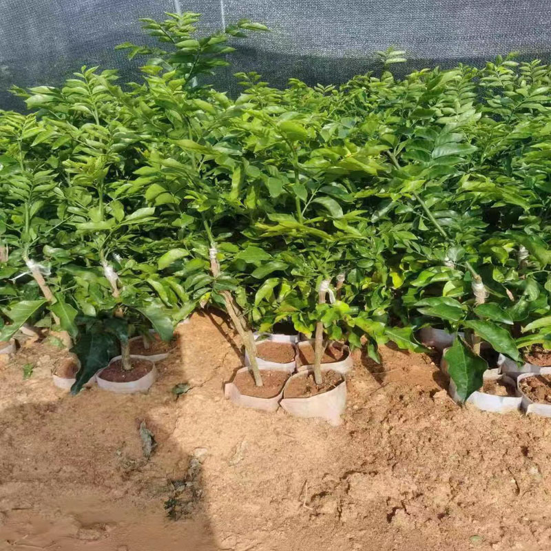 黄皮树苗 嫁接水果树苗南方种当年结果盆栽地栽大鸡心黄皮苗 2年大