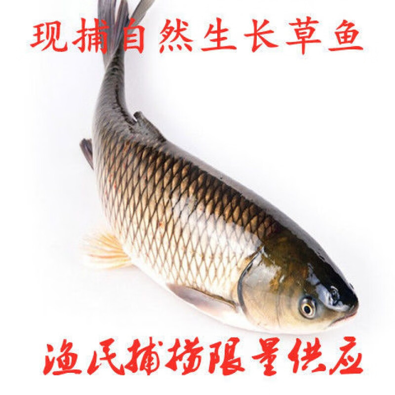够印发顺丰草鱼现杀草鱼混子鱼新鲜青鱼现杀 2斤杀好发货 (顺丰)杀肚