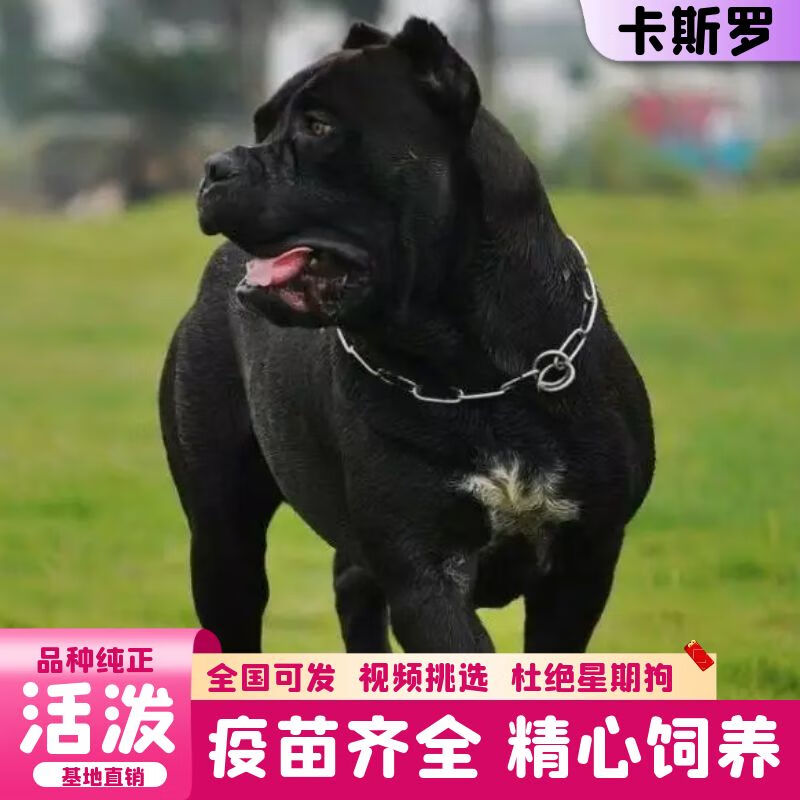 纯种大型护卫犬卡斯罗活体 卡斯罗幼犬 幼崽狗狗活体 宠物级 公