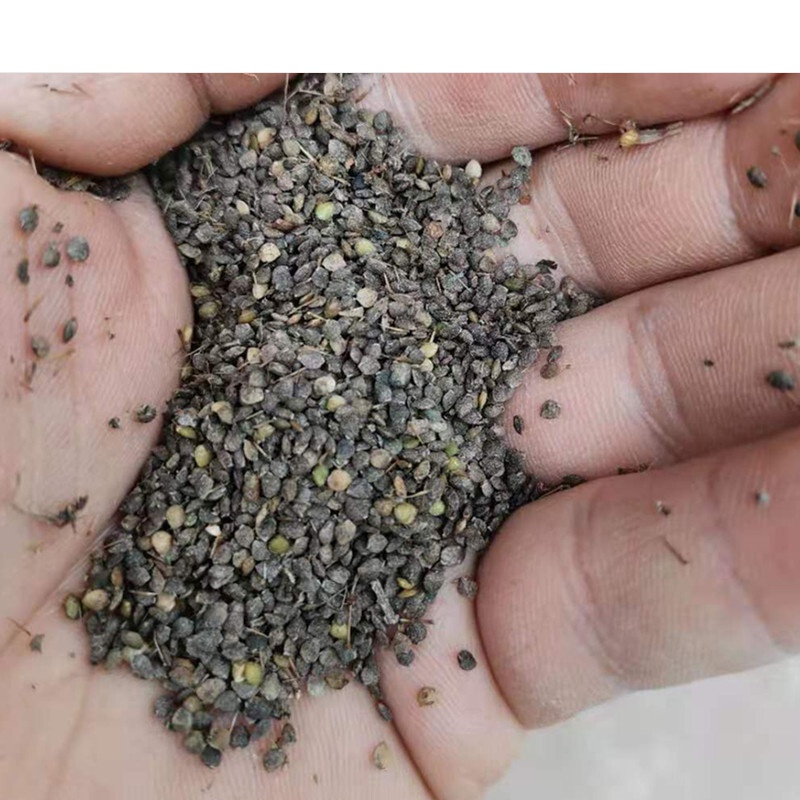 红活麻种子红杆荨麻草种子红火麻种子红霍麻种子红禾麻蝎子草10g