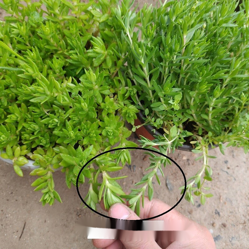迎虞花苑 中药食用垂盆草苗茶保肝护肝可食用一盆20-30株 3盆垂盆草 不含盆