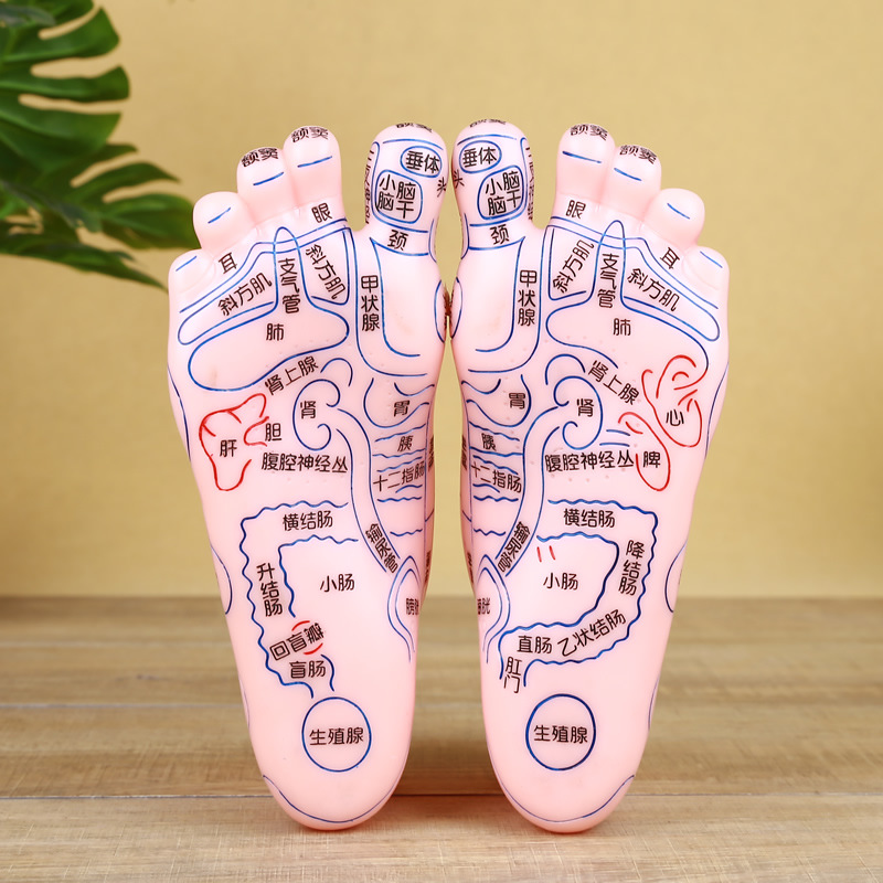 伊冉香约足部按摩模型足底反射区穴位工具器材脚丫足疗保健点穴棒家用