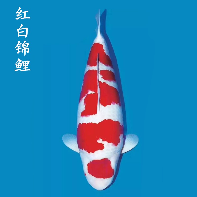 狮湾 锦鲤鱼活体日本纯种锦鲤鱼苗昭和白写锦鲤鱼观赏鱼红白丹顶大正