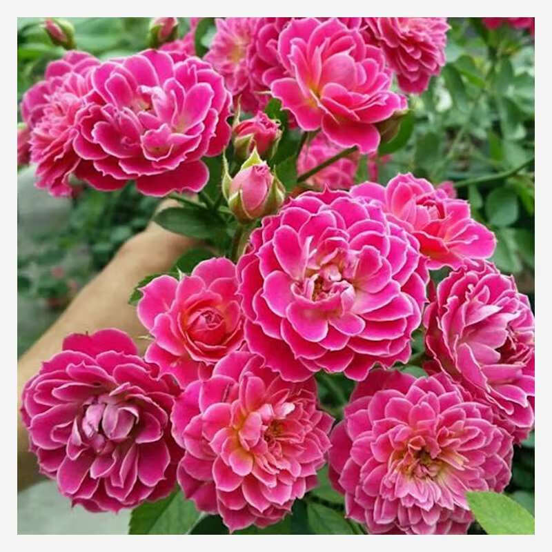 山姆月季 月季 新西兰马里奥塔 勤花易养阳台月季 新西兰马里奥塔中苗