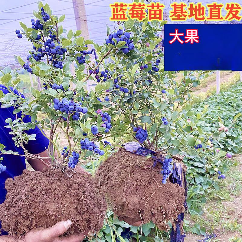 沐智蓝莓树果苗带果蓝莓苗盆栽当年结果蓝梅树树苗南北方种植果树果苗