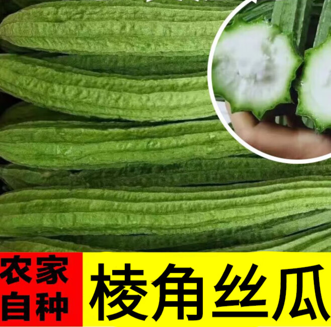 尚蔻【鲜嫩爽口】广西新鲜丝瓜棱角丝瓜八角瓜现摘清甜农家新鲜蔬菜