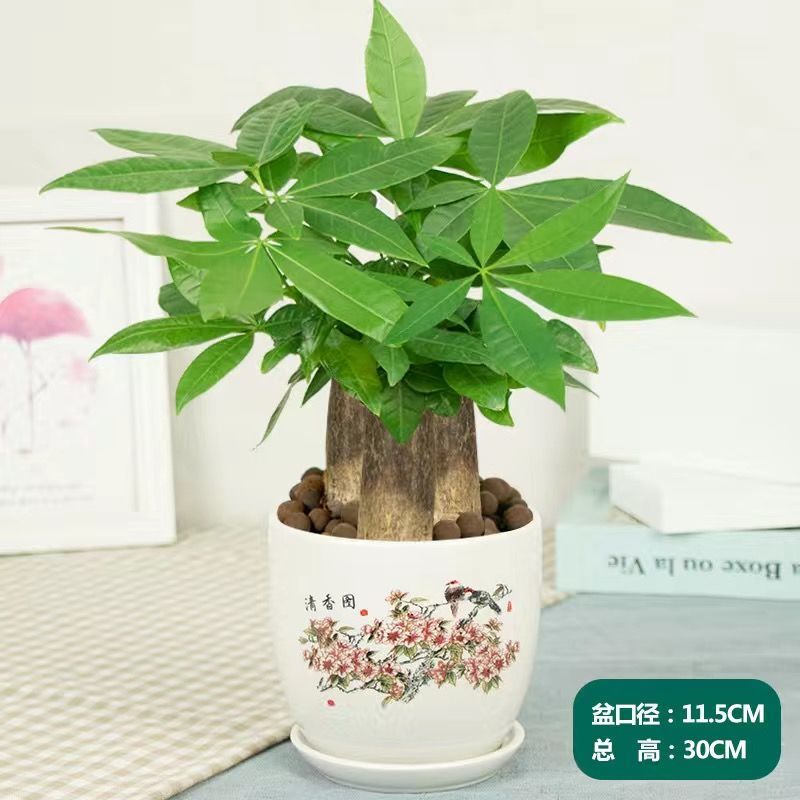 【现货现发】发财树花卉盆栽植物室内绿植花卉大全易活好养四季懒人花