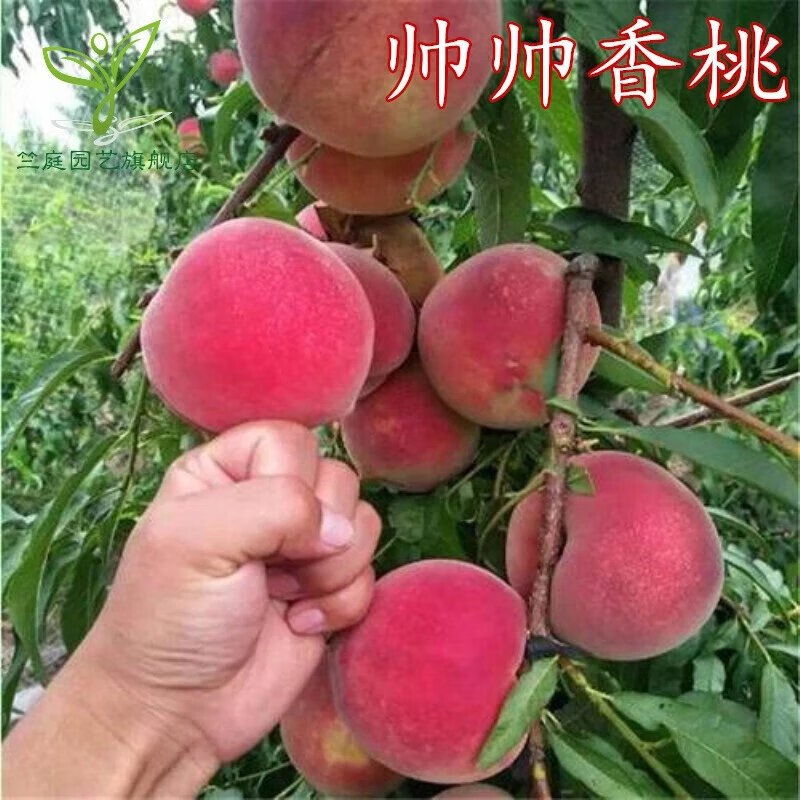 昊兰诺嫁接晚熟桃树苗新品种【帅帅香桃苗】糖含量以上无需套袋果树