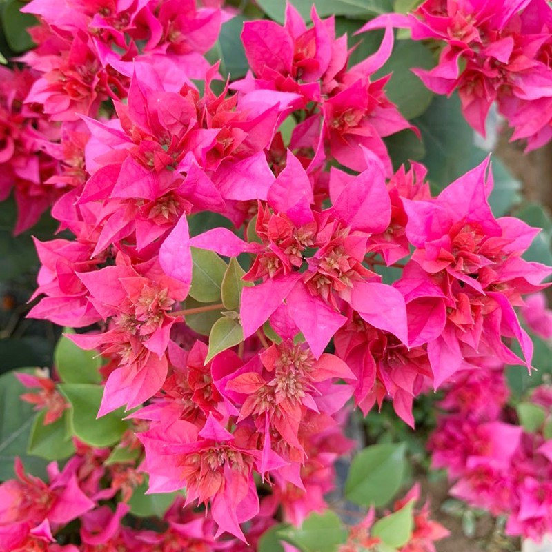 重瓣三角梅盆栽树苗老桩 花卉绿植盆景庭院爬藤植物 重瓣红【当年开花