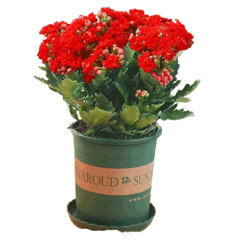 ���ڲ�������֮�����ٻ���ֲ����ֲ���������� ���ٻ���ɫ+0.5���ϼ����� Դͷֱ�� 15.2Ԫ