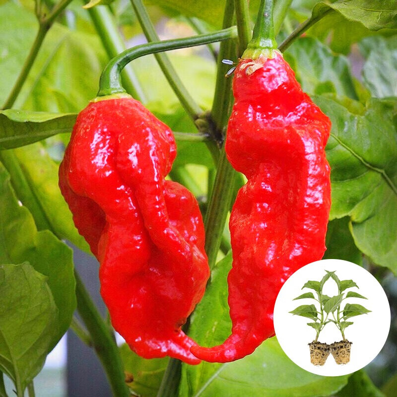 带土活苗一年四季盆栽种苗树苗彩椒苗子夏季蔬菜苗批发 红魔鬼辣椒苗