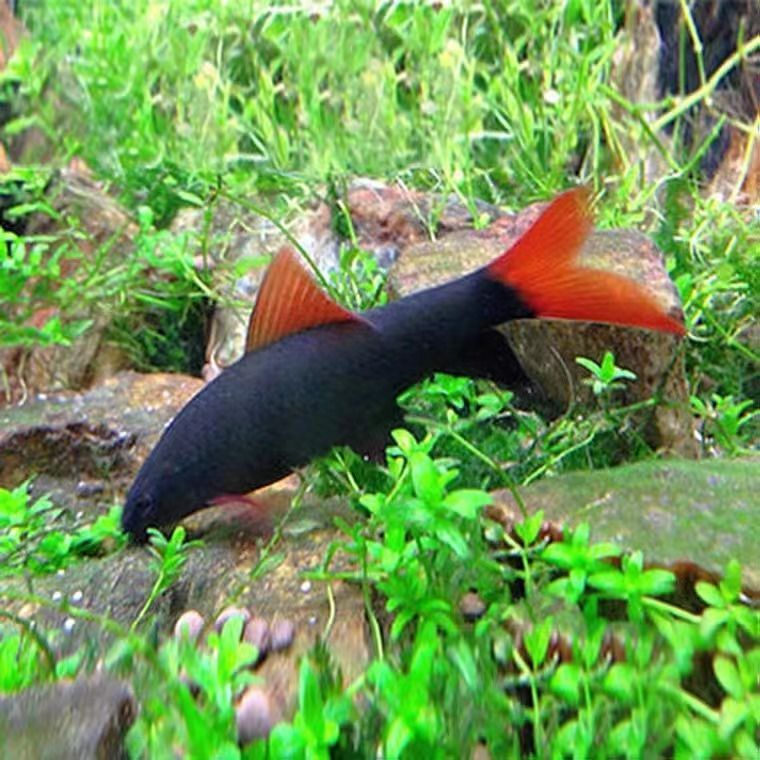 墨一清洁鱼工具鱼除藻彩虹鲨金苔鼠小型热带观赏鱼 彩虹鲨(5-6cm)4条