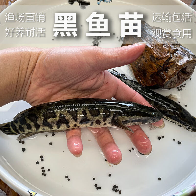 姬卉黑鱼苗发财鱼乌鱼养殖观赏鱼淡水鱼冷水鱼观赏鱼生态黑鱼乌棒 黑鱼苗9-11cm20条