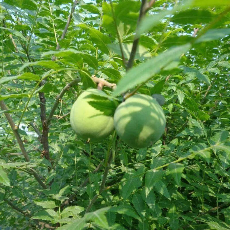 牧粮健文冠花树苗 盆栽地栽文冠果苗 庭院 南北方种植绿化树文官树 40