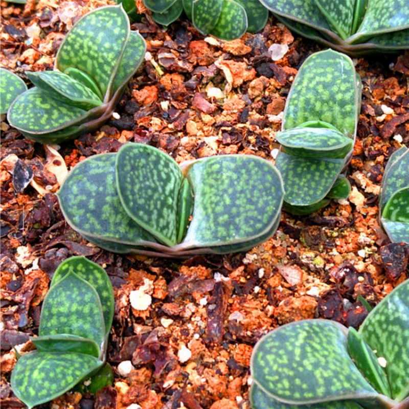 【现货现发】多肉植物奔龙盆栽花卉肉肉植物办公室内绿植盆栽 子元宝