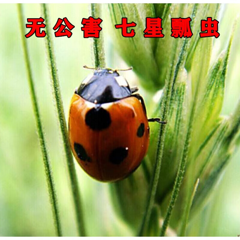瓢虫卵幼虫成虫活体专吃蚜虫等花草害虫 七星瓢虫异星专吃蚜虫10只