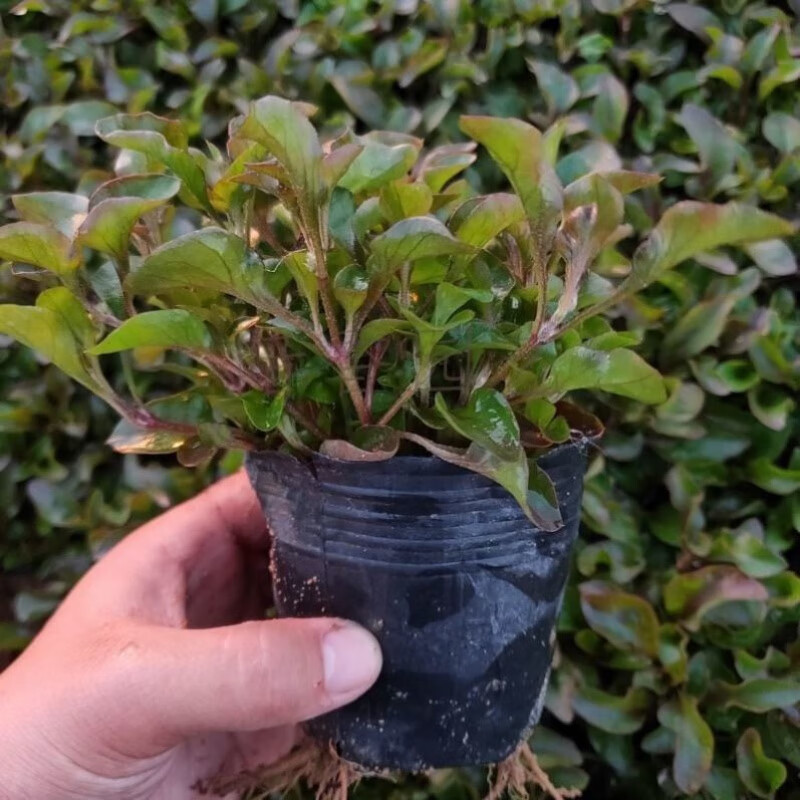 食用健康蔬菜台湾红枸杞苗旱地阳台地栽泰国西洋菜蔬菜苗 一杯带育苗