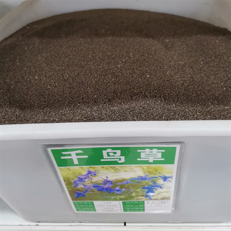 芗苒千鸟草种子观花种籽四季庭院观叶种孑 千鸟草种子一斤