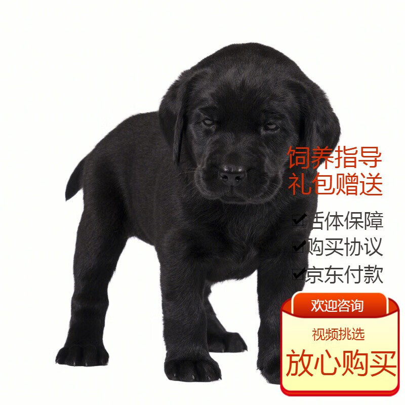 梦茜儿品牌活体狗狗商品,陪伴您的忠诚朋友