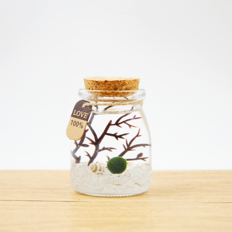 幸福海藻球微景观生态瓶创意迷你植物桌面玻璃瓶水培球藻盆栽 150ml月光银(不带灯) 包括1颗1岁球球