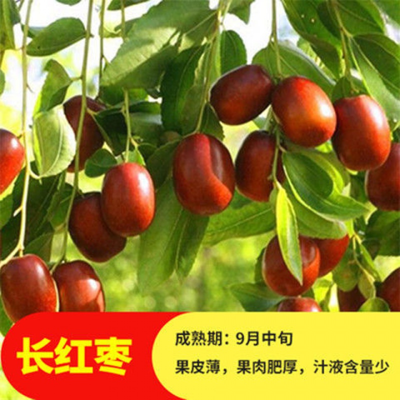 【精选】沾化大冬枣树苗嫁接金丝枣树盆栽地栽南北方种植果苗当年结果